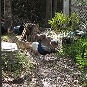 Picture 032